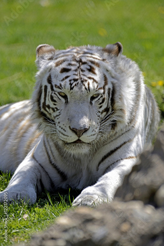 White tiger lying in grass