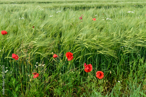 Fototapeta Naklejka Na Ścianę i Meble -  papaveri in campo