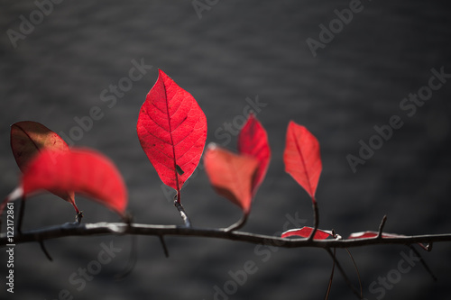 Colorful tree leaves changing color for Auyumn,fall season in oc photo