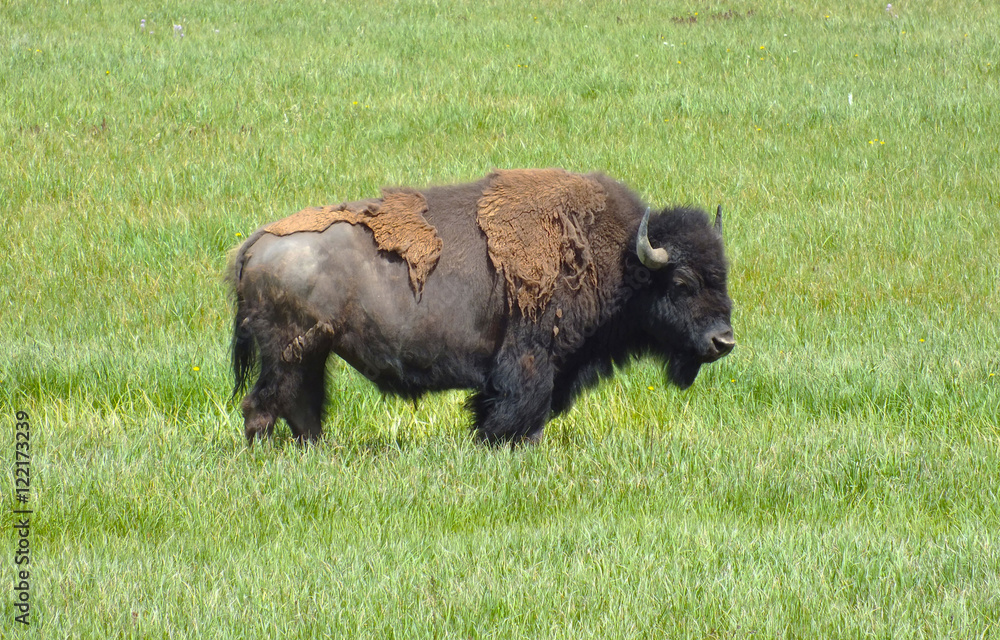 American Bison American Bison