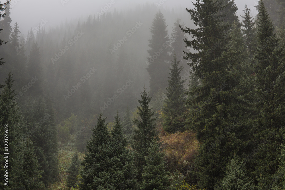 fog on the mountain slopes with fir trees, autumn, spring fog on the mountain slopes with fir trees, autumn, spring