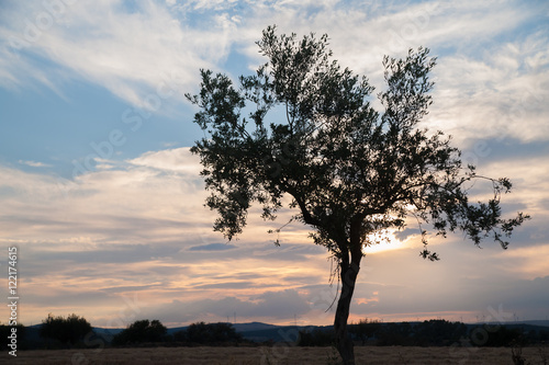 Fototapeta Naklejka Na Ścianę i Meble -  Lonely olive tree at sunset against clouds and blue sky
