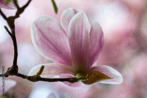 Magnolia © veroja