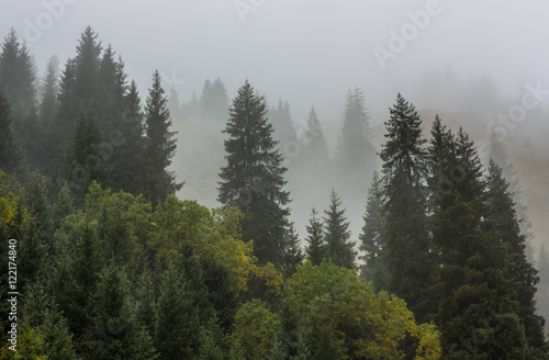 fog on the mountain slopes with fir trees  autumn  spring