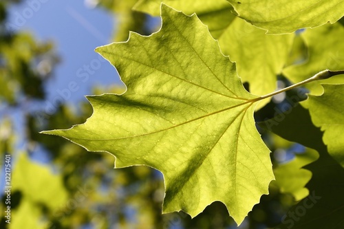 green maple leaves agianst sunlight