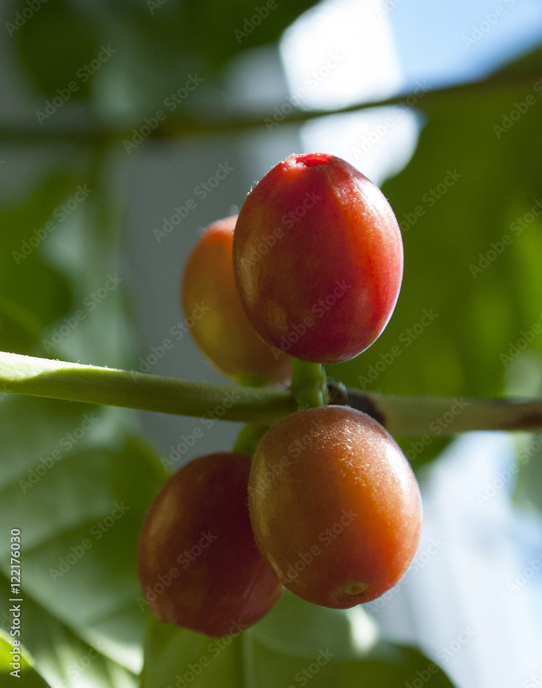 Kaffeepflanze, Coffea arabica, Rubiaceae, Robusta, mit fast roten Kaffeekirschen Kaffeepflanze, Coffea arabica, Rubiaceae, Robusta, mit fast roten Kaffeekirschen