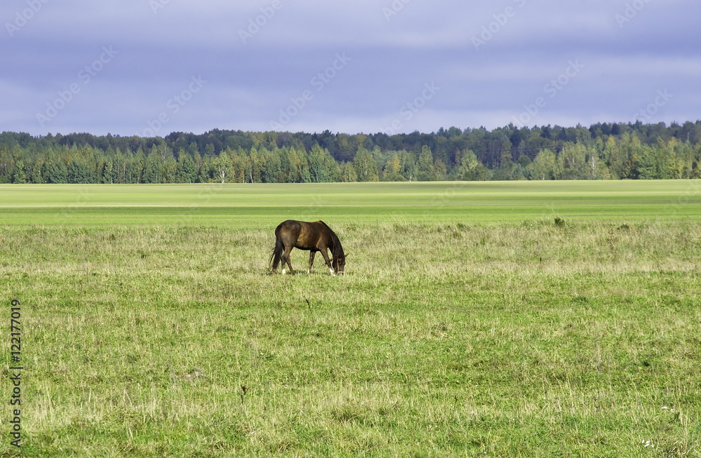 Horse grazing in the field. 