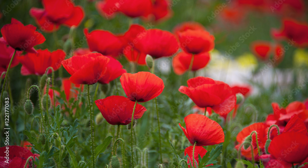 Fototapeta premium Papaver