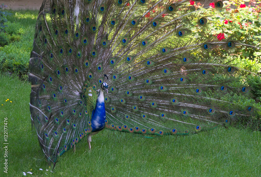 Obraz premium Okazałość