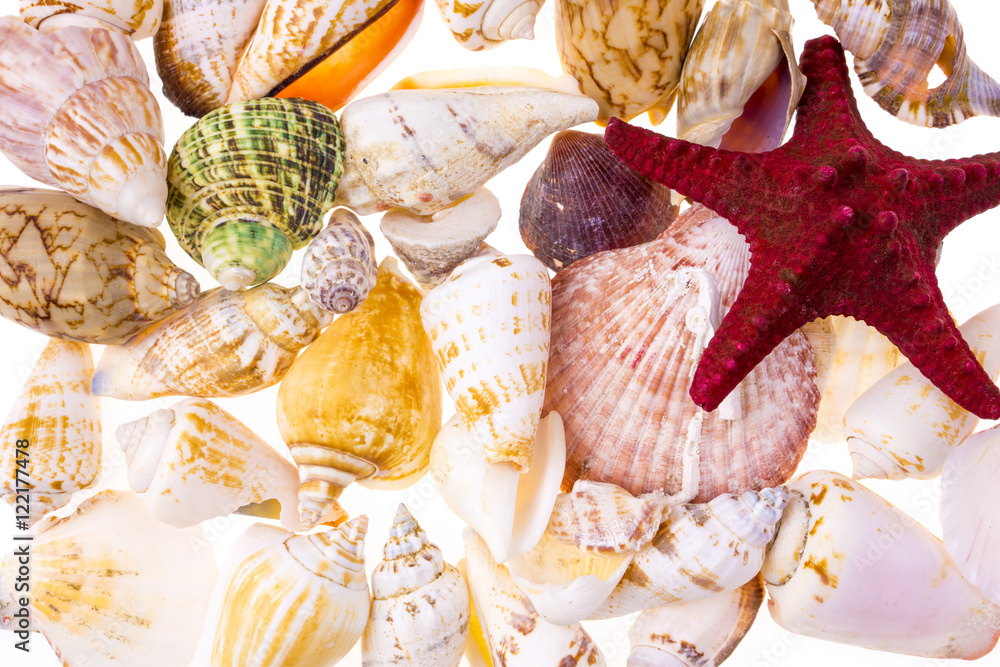 Seashells background Seashells background