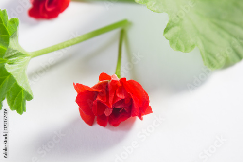 Rosebud pelargonium. Red heranium, known as pelargonium, flowers close-up on white background. photo