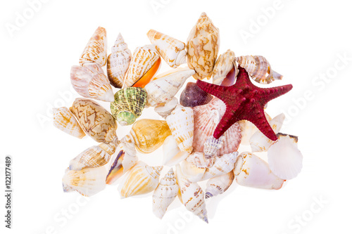 Set of various colorful seashells
