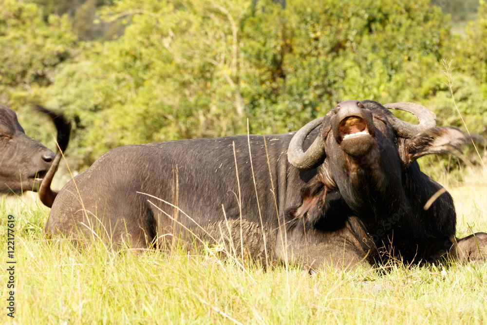 Ha Ha Klonk The African Buffalo Syncerus caffer Ha Ha Klonk The African Buffalo Syncerus caffer
