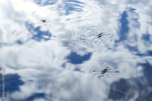 Pond skaters reflections photo