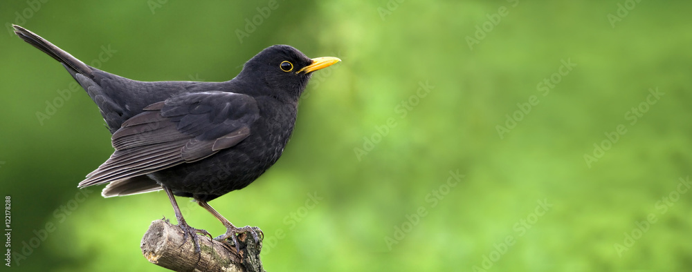 Website banner of a beautiful blackbird as sitting on a branch  - obrazy, fototapety, plakaty 