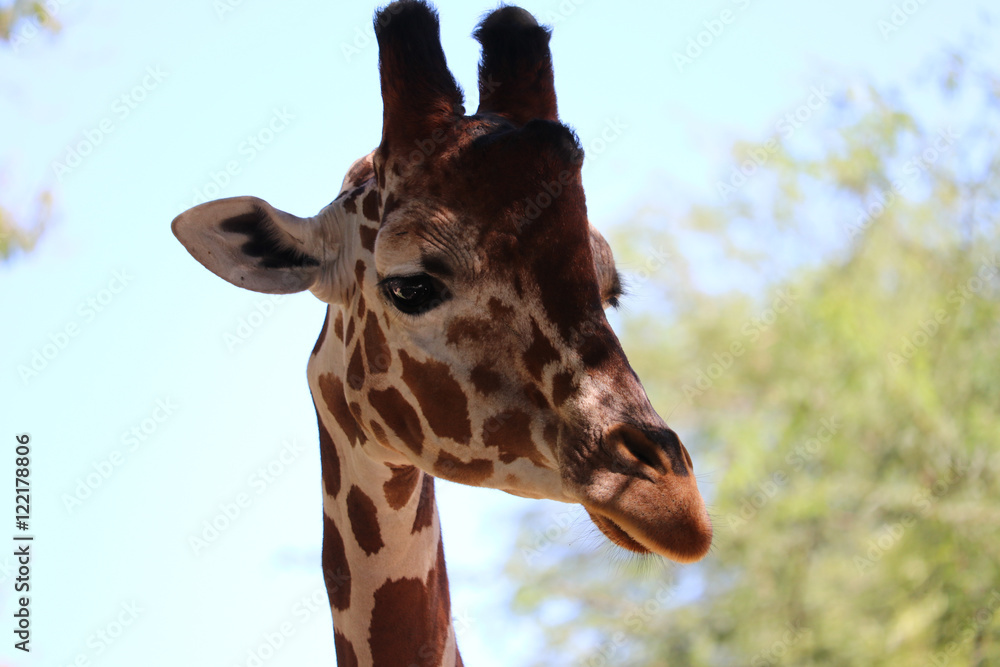 Naklejka premium Giriaffe portrait