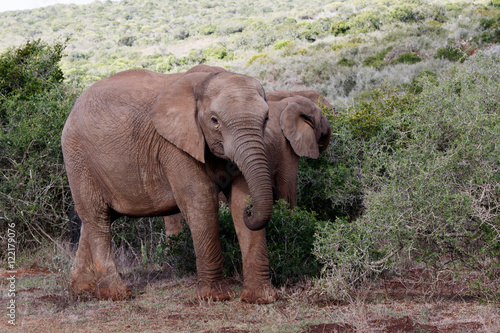 Baby African Bush Elephant