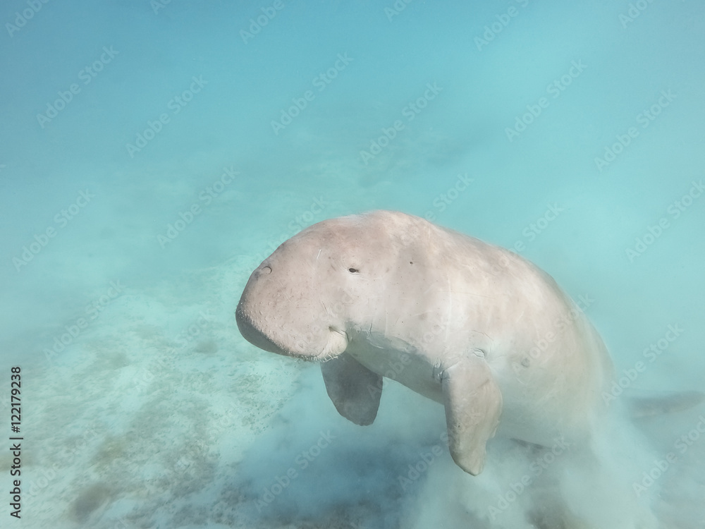 Obraz premium Dugong dugon. The sea cow.
