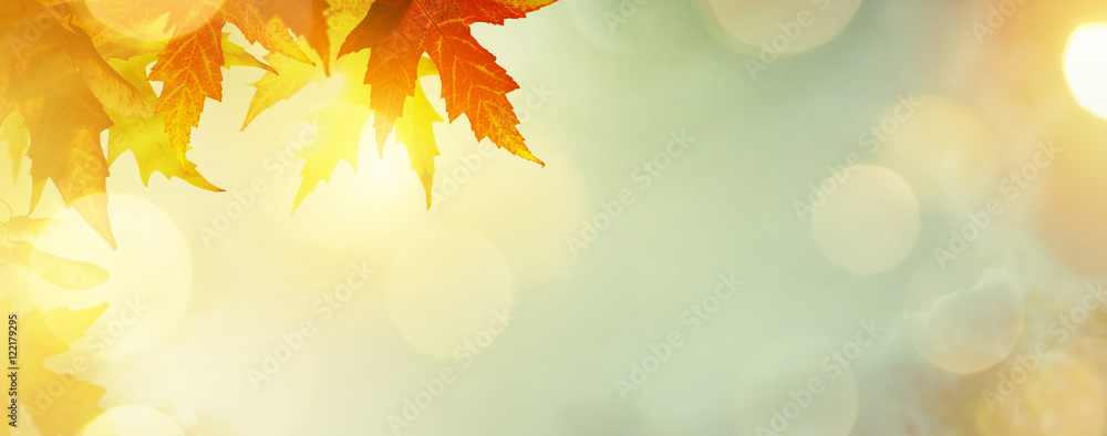 abstract nature autumn Background with yellow leaves - obrazy, fototapety, plakaty 