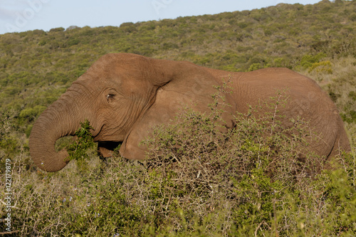 In the Green The African Bush Elephant