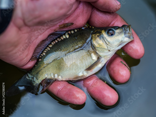 Fototapeta Naklejka Na Ścianę i Meble -  Small carp lying in the palm of the fisher.