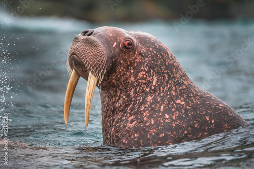 walrus with red eyes