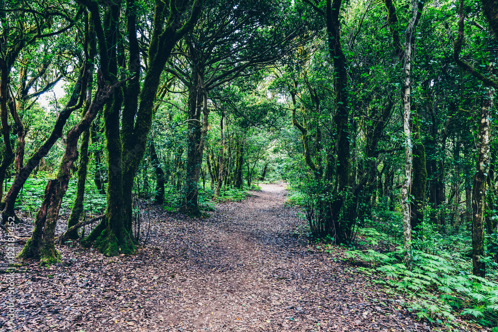 Fototapeta premium Tropical forest in Anaga, Tenerife, Canary island, Spain