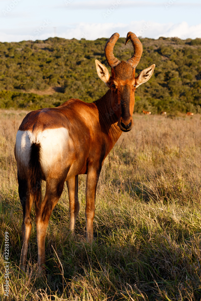 Look at The Red Harte-beest - Alcelaphus buselaphus caama Look at The Red Harte-beest - Alcelaphus buselaphus caama