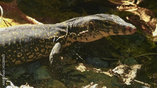 Varanus salvator macromaculatus photo