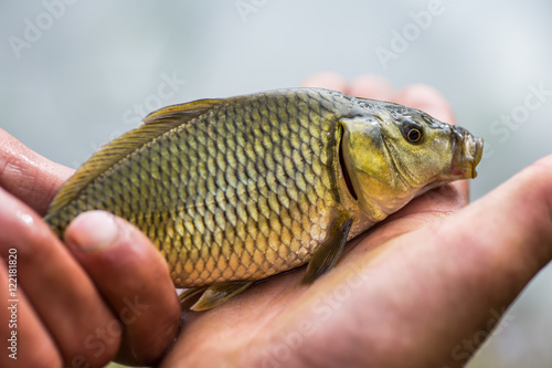 Small carp lying in the palm of the fisher.
