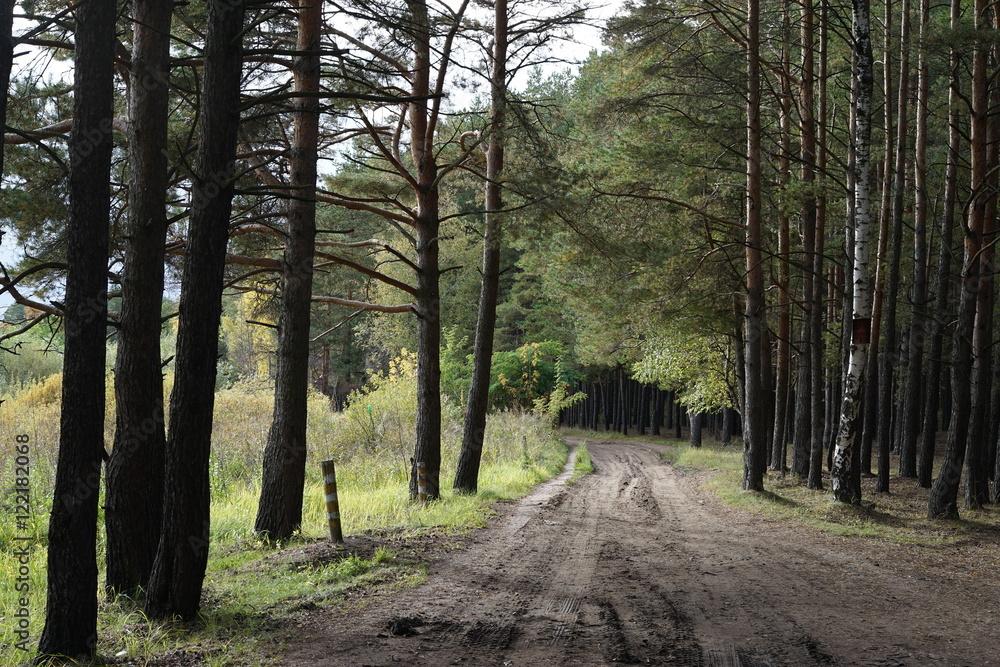 Fototapeta premium road