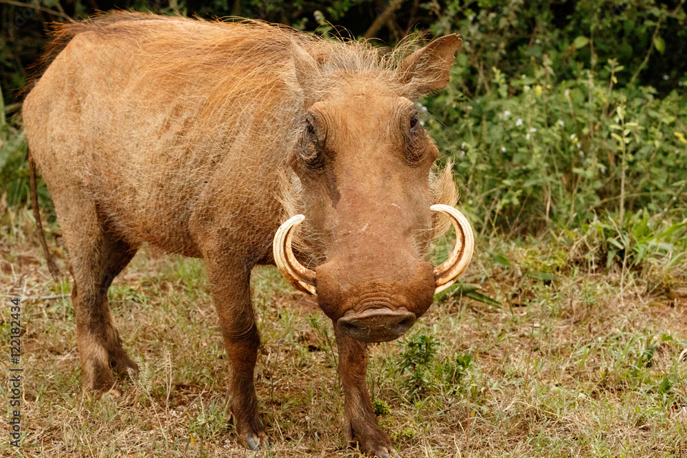 Fototapeta premium I Look - Phacochoerus africanus The common warthog