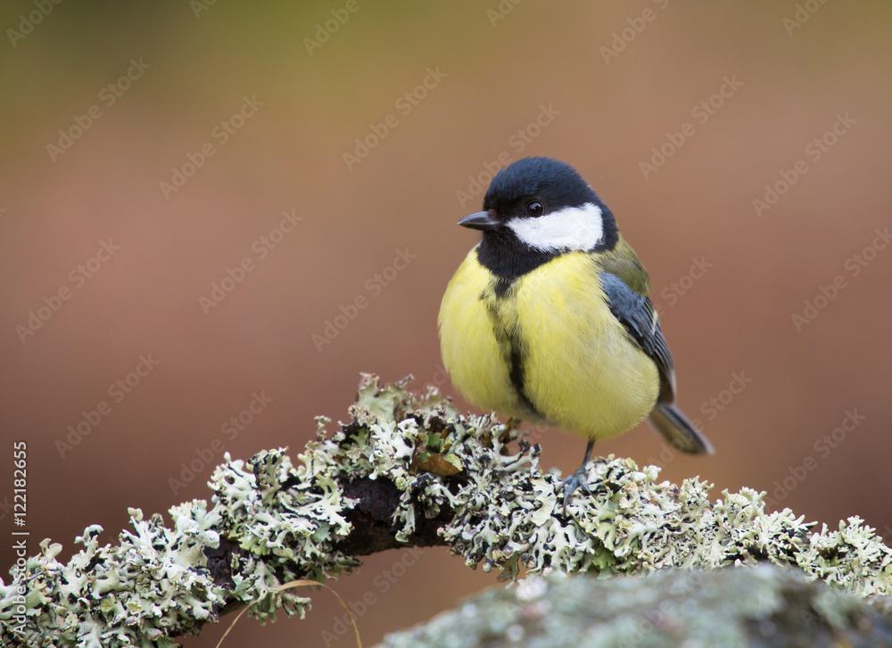 Obraz premium Great tit