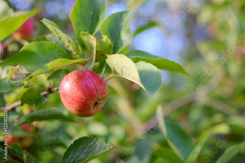 Apples growing on an apple tree branch
