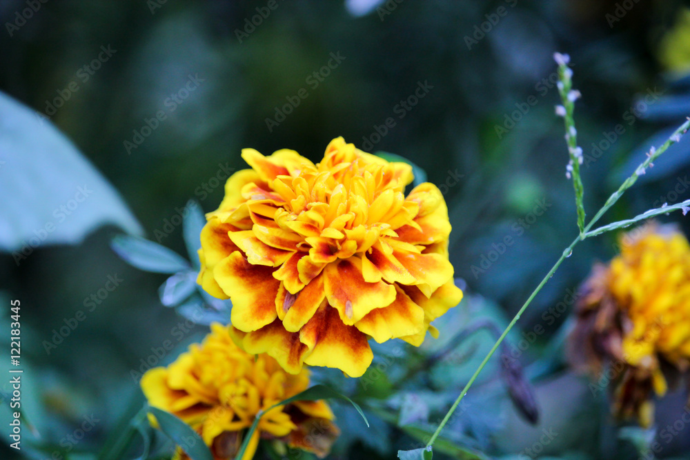 flower flower