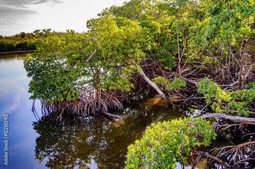 Mangroves / photograph of the mangroves meeting the lake in south Florida.