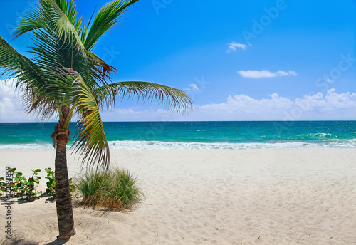 Tropical beach with palm tree on a sunny day