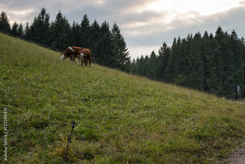 Schwarzwaldlandschaft mit Kühen
