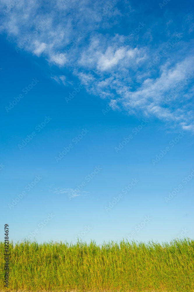 Blue sky and green grass suitable for background. Vertical compo