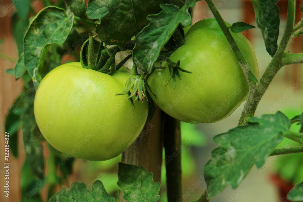Fototapeta premium Tomates verdes