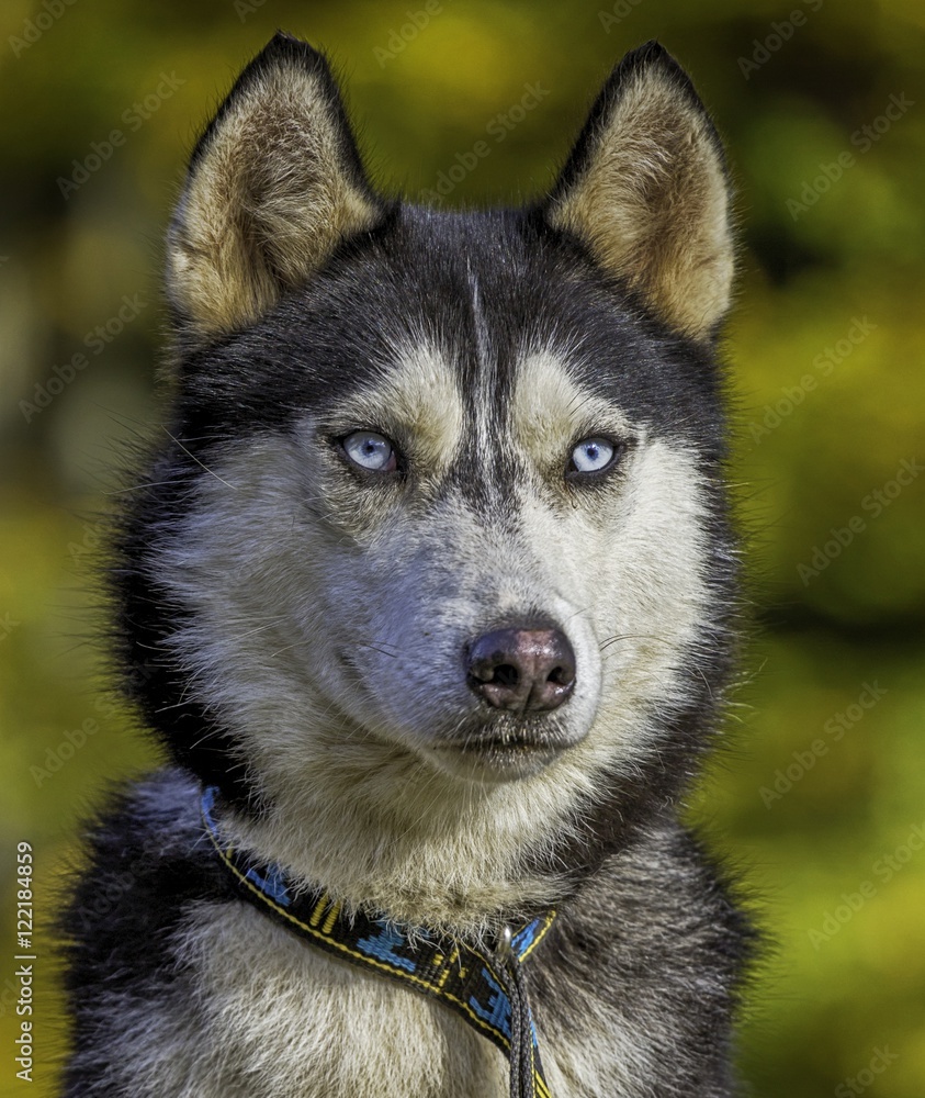 Chien de traineau