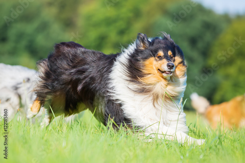 three colored collie dog running