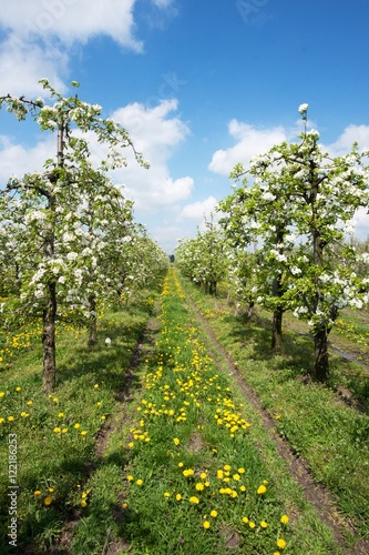 blooming apple orchard in spring 1