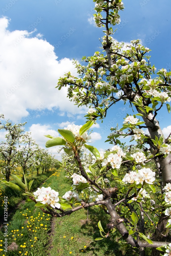 Fototapeta premium blooming apple orchard in spring 4