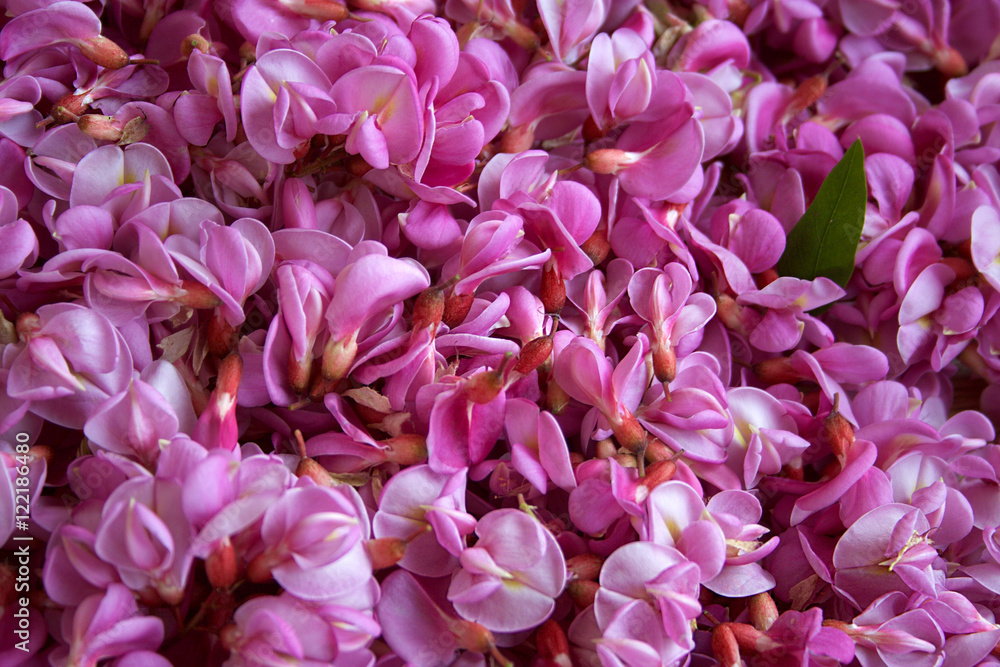 Flowers pink acacia