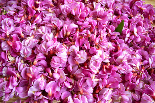 Flowers pink acacia