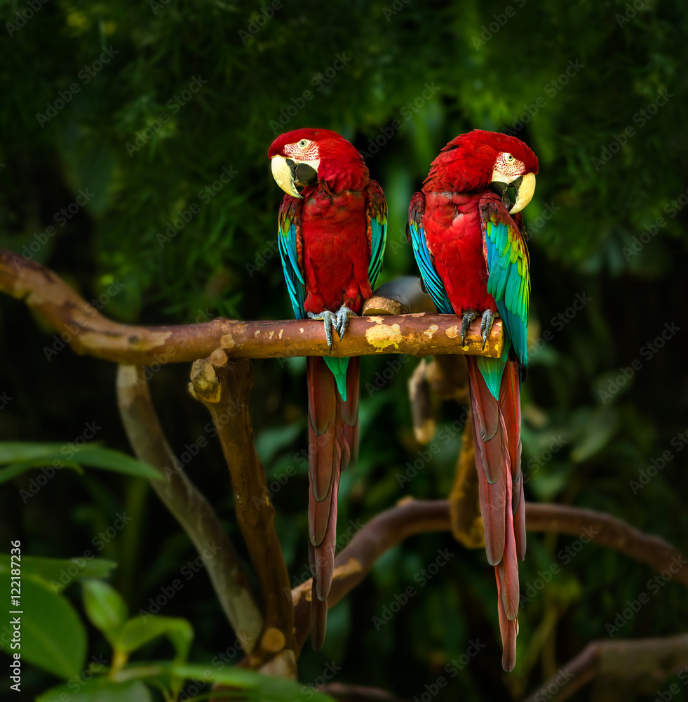 Obraz premium Two Green Winged Macaws pair sitting on a branch with greenery in background 