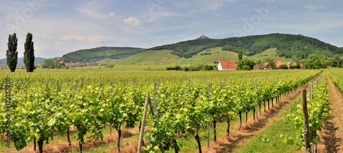 La région du vignoble alsacien près d'Orschwiller photo