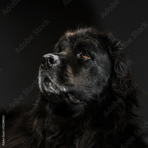 Portrait of big black water-dog, studio shooting photo