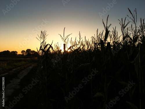 zachód słońca nad polem kukurydzy